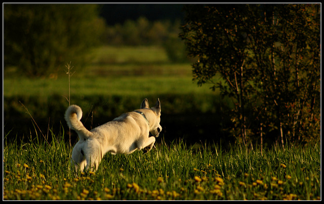 Lee-Lou, Husky X ! - Page 2 5809702177_924effc69b_z