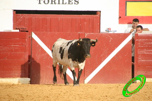 Concurso de roscaderos Ejea de los Caballeros (Zaragoza) 27-06-2009 ganaderia Pedro Dominguez (Funes, Navarra) 3681253986_c0320e1600