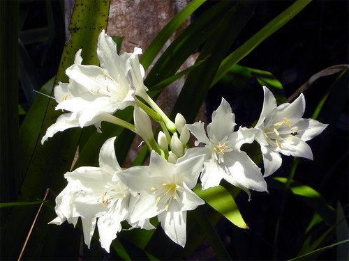 Cardwell Lily - Proiphys amboinensis