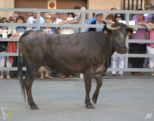 Magallón (Zaragoza) 9.8.2009 Ganadería Merino Gil - Garde (Marcilla, Navarra) 3807939266_69d0216b26