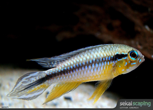 Apistogramma agassizii 3791150257_3557b1ee69_o