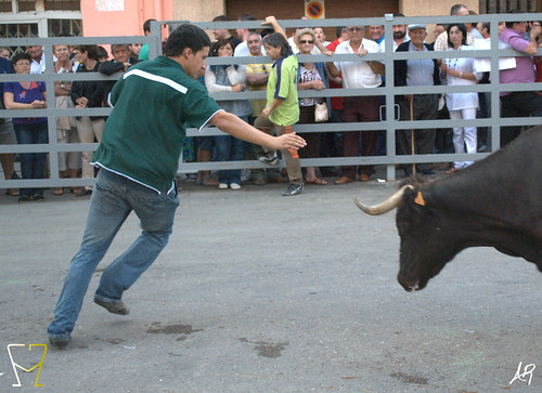 Magallón (Zaragoza) 9.8.2009 Ganadería Merino Gil - Garde (Marcilla, Navarra) 3807927576_f4c00730d8