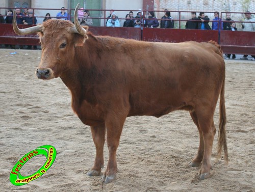 Grisen (Zaragoza) 7- 11- 2009 ganaderia Jose Luis Cuartero (Pradilla de Ebro, Zaragoza) 4095977885_fa661c1054