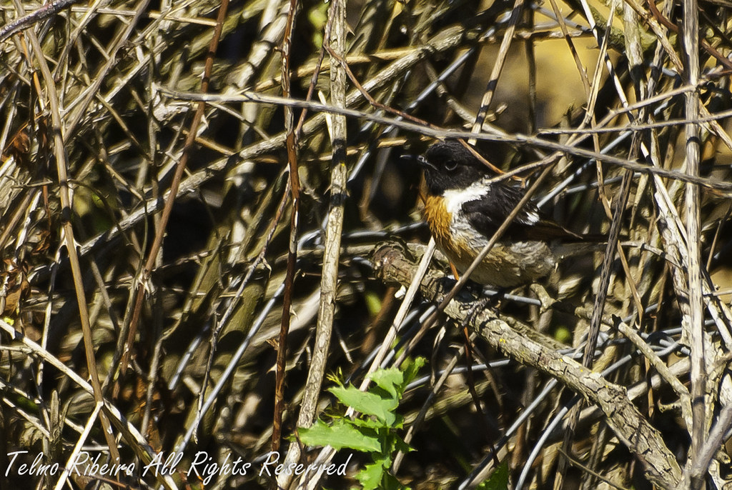 Saxicola torquatus - Cartaxo Comum 5796383116_cb3007ca28_b