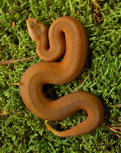 Pelias(Vipera)sp. photos 4071942734_23205c60e3