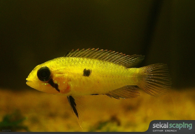 Apistogramma agassizii 4137537290_8170dc9c3d_o