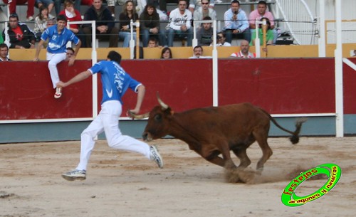 Borja (Zaragoza) 19-09-2009 Concurso de recortadores con anillas, ganaderia Hnos Ozcoz (Fuente de Ebro, Zaragoza) 3943494941_4e8567492a