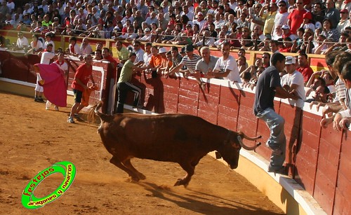 Tudela (Navarra) 26-07-2009 Ganaderia Ustarroz (Arguerdas, Navarra) 3766379394_39f0266a5c