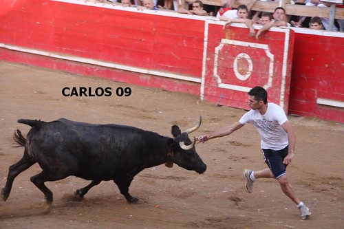 CORTES (NAVARRA) 27-09-09 GANADERIA USTARROZ de ARGUEDAS 3966107204_757c71e391