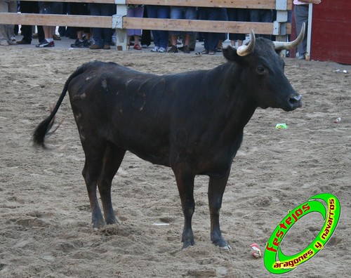 Ribaforada (Navarra)  25-08-2009 ganaderia Santos Zapateria (Valtierra) 3862739886_3e6a96c356