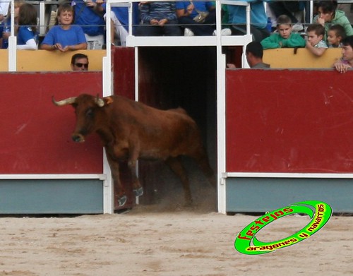 Borja (Zaragoza) 19-09-2009 Concurso de recortadores con anillas, ganaderia Hnos Ozcoz (Fuente de Ebro, Zaragoza) 3943492931_516a842311