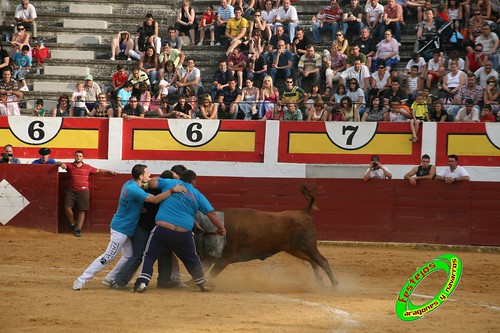 Concurso de roscaderos Ejea de los Caballeros (Zaragoza) 27-06-2009 ganaderia Pedro Dominguez (Funes, Navarra) 3681294738_f37d2fd2bb