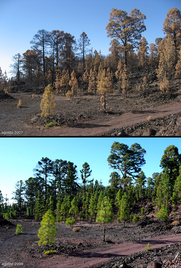 Incendios Forestales 3874125454_f45cdc5dbe_b