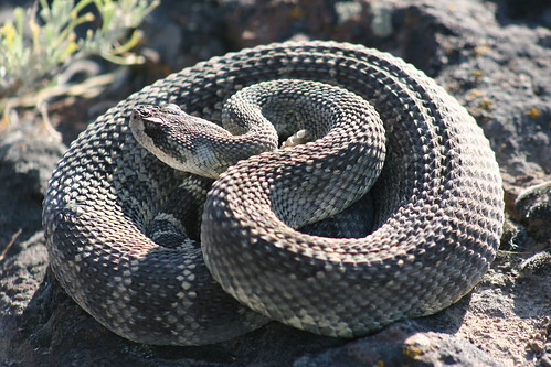 Herping à l'est de Seattle, WA. 3671014692_3555b8089b