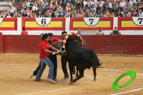 Concurso de roscaderos Ejea de los Caballeros (Zaragoza) 27-06-2009 ganaderia Pedro Dominguez (Funes, Navarra) 3680459567_8513b25dfd