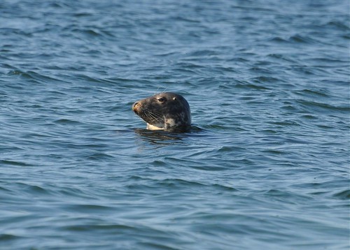 Halichoerus grypus - Grey Seal  - Phoque  gris - 12/10/09