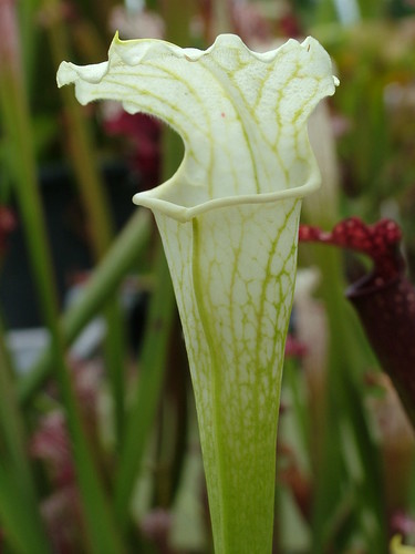 S. leucophylla -- White top, Baldwin co, AL WS(MS)(SL50 Cédric - L50,MK) 3698018973_a49efec2be