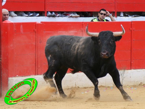 Concurso de cortes en Alfaro (La Rioja) 5-09-2009 toros de Toropasion 3904839462_36d65307da