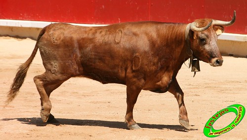 Concurso de recortadores de Pamplona con ganaderias de casta navarra 3723839288_8ed48f52ab