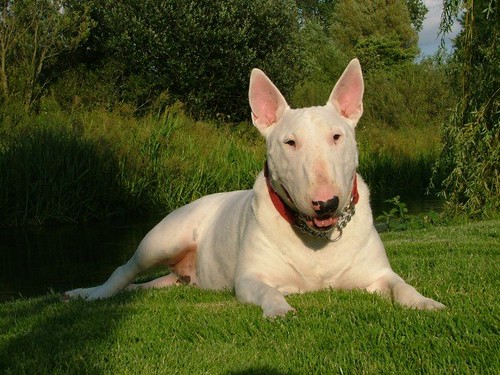 Angleški bullterier (English Bull Terrier) 3971299971_550a388412