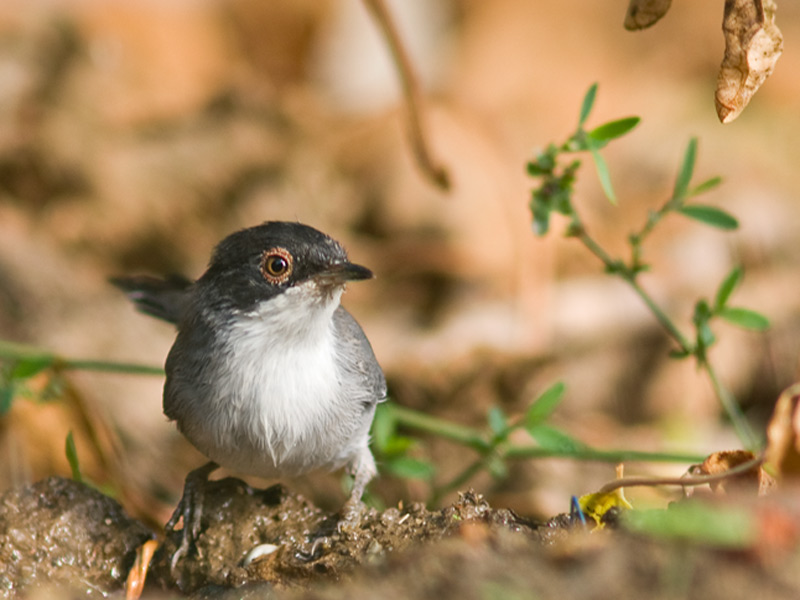 Portrait & proxyphoto d'oiseaux 3905325856_69525d85a3_o