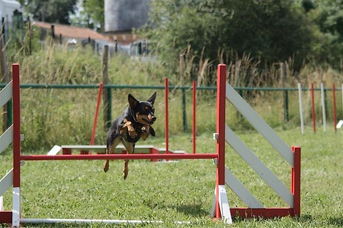 agility - Australe en agility 3703160441_eca47f5de0