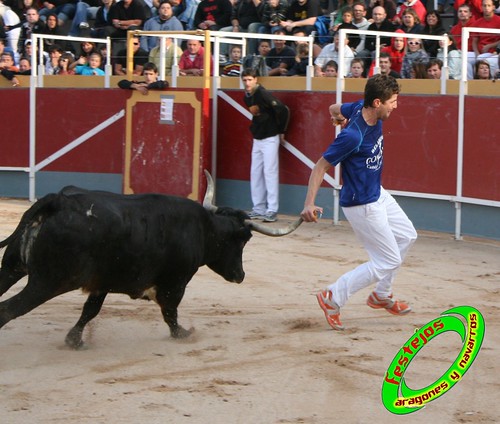 Borja (Zaragoza) 19-09-2009 Concurso de recortadores con anillas, ganaderia Hnos Ozcoz (Fuente de Ebro, Zaragoza) 3944932942_68a3ac5dfa