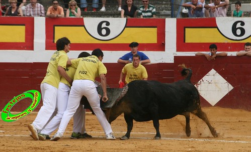 Concurso de roscaderos Ejea de los Caballeros (Zaragoza) 27-06-2009 ganaderia Pedro Dominguez (Funes, Navarra) 3678547693_bf57f60a4e