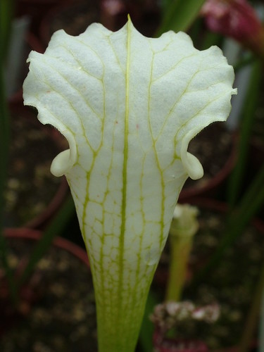 S. leucophylla -- White top, Baldwin co, AL WS(MS)(SL50 Cédric - L50,MK) 3698020815_442c8d470d