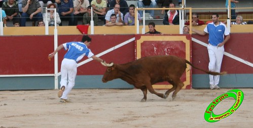 Borja (Zaragoza) 19-09-2009 Concurso de recortadores con anillas, ganaderia Hnos Ozcoz (Fuente de Ebro, Zaragoza) 3944267868_4f8f36486e