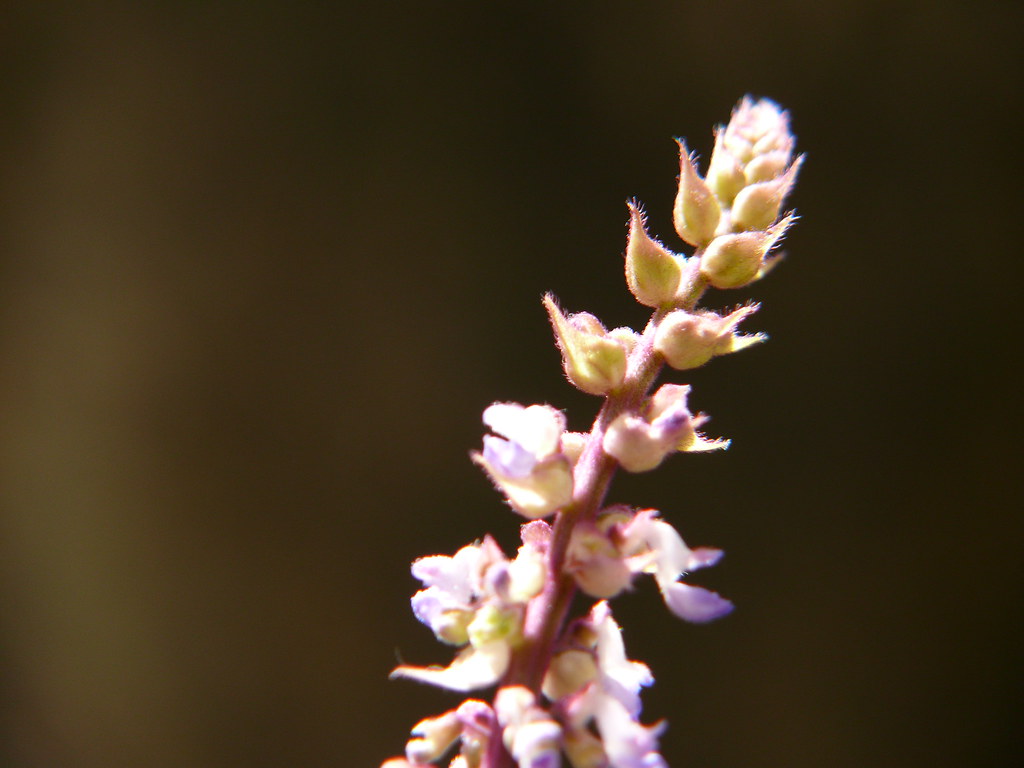 Essai macro de fleurs 3753921929_1137a04dea_b