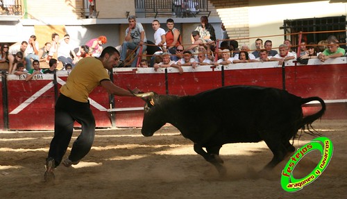 Cadreita (Navarra) 22-07-2009 Ganaderia el "Pincha" Lodosa (Navarra) 3761962802_7378579549