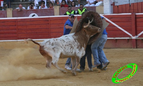 Cintruenigo (Navarra) 11-09-09 despedida de Jose Luis Pejenaute, exhicion de saltos, moto, quad y anillas, ganaderia Santos Zapateria (Valtierra, Navarra) 3926869414_ecbd0336ff