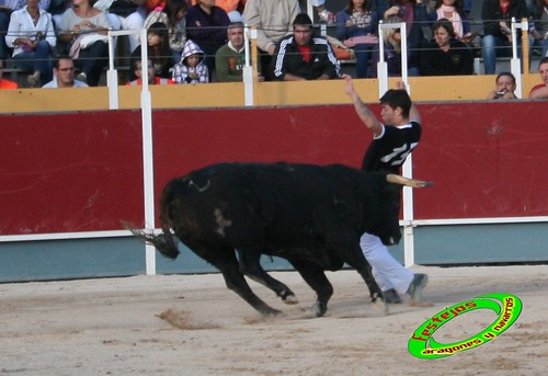 Concurso de cortes con toros de Borja  20-09-09 3947999163_b487a244e1