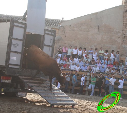 Ribaforada (Navarra)  25-08-2009 ganaderia Santos Zapateria (Valtierra) 3862662984_f4f4eaec57