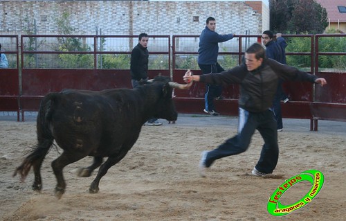 Grisen (Zaragoza) 7- 11- 2009 ganaderia Jose Luis Cuartero (Pradilla de Ebro, Zaragoza) 4096741804_10a2bbdf81