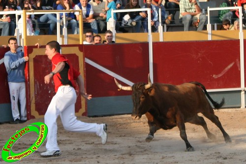 Borja (Zaragoza) 19-09-2009 Concurso de recortadores con anillas, ganaderia Hnos Ozcoz (Fuente de Ebro, Zaragoza) 3944150219_ca04856290