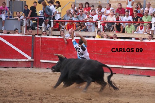 CORTES (NAVARRA) 27-09-09 GANADERIA USTARROZ de ARGUEDAS 3966111490_bc07408a13