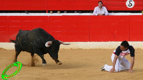 Concurso de cortes en Alfaro (La Rioja) 5-09-2009 toros de Toropasion 3904111699_dd3a3e6e8d