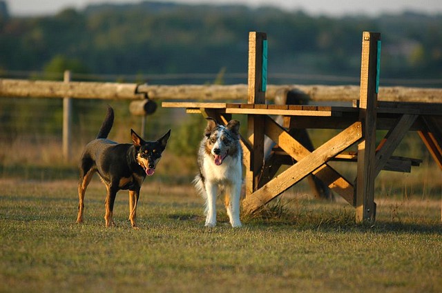 Les 2 Bergers en Dordogne 3968798707_3507b314e9_o