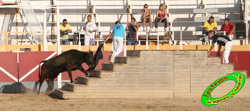 Villamayor (Zaragoza)   9-9-2009 Ganaderia Hnos Murillo (Tauste) 3919507327_d6f89a0db6