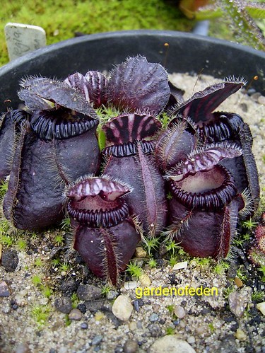 Le fils du Cephalotus "Eden Black" 4103906608_1d29e9ed26