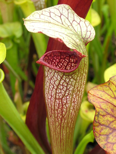 Sarracenia le retour... 3698069823_fa37081c8c