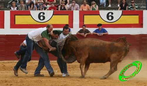 Concurso de roscaderos Ejea de los Caballeros (Zaragoza) 27-06-2009 ganaderia Pedro Dominguez (Funes, Navarra) 3678526171_6e937b1265