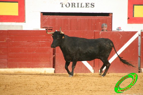 Concurso de roscaderos Ejea de los Caballeros (Zaragoza) 27-06-2009 ganaderia Pedro Dominguez (Funes, Navarra) 3680448741_36d8f517a4