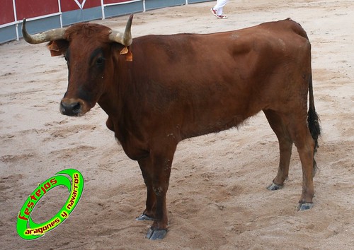 Borja (Zaragoza) 19-09-2009 Concurso de recortadores con anillas, ganaderia Hnos Ozcoz (Fuente de Ebro, Zaragoza) 3943500833_c37016341f