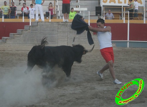 Villamayor (Zaragoza)   9-9-2009 Ganaderia Hnos Murillo (Tauste) 3920380107_220b3abe07