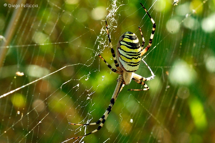 Argiope Bruennichi - aggiunta 1 foto 3884713893_2fa49fe945_o