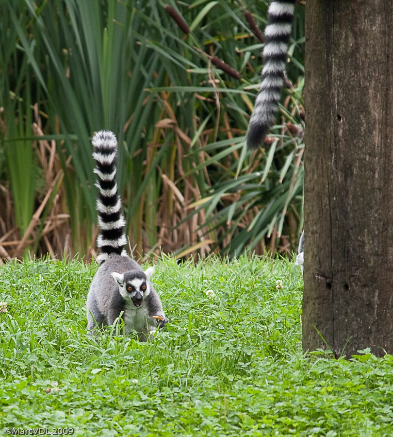 Sortie Animaux au Zoo d'Olmen le 16 août - Les photos d'ambiances - Page 2 3837397559_7355cba155_o