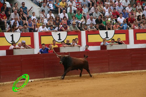 Ejea de los Caballeros (Zaragoza) Desencajonada de los toros del concurso ganaderia Alfredo Iñiguez 3678199974_7d2f68d6ef